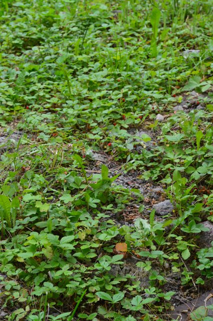 Одну ягодку беру, на другую смотрю, третью примечаю... Мона от Schildkroet