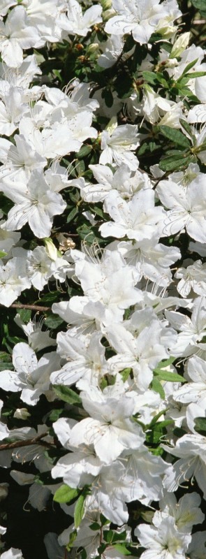 Головокружительные, обворожительные балеринки-лебеди! Адриана от Susan Lippl и две ее сестренки от Lee Middleton Часть первая