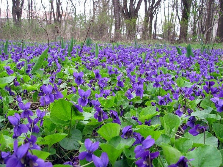 Марселька и тролли рассаду сажали, а бабочка с пчелкой им помогали... По следам конкурса "Моя Весна"