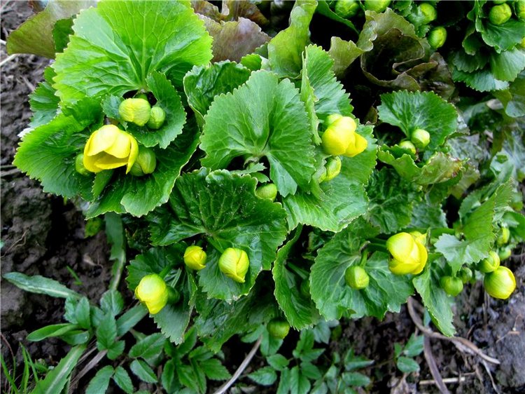 С праздником! Наше жёлторотое пополнение