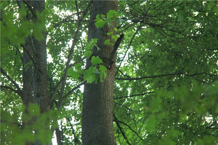 46-ой Пушкинский праздник поэзии в Берново. Часть первая