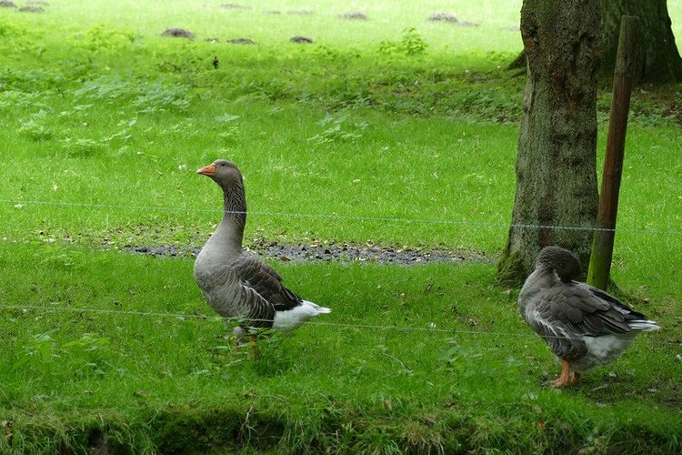 Hirschpark Hamburg. Олений парк. ВИДЕО