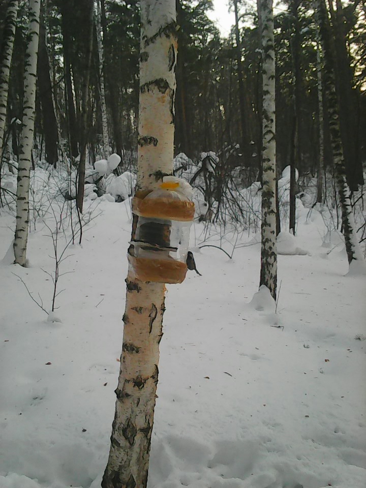 Интересное наблюдение за птицами у кормушки