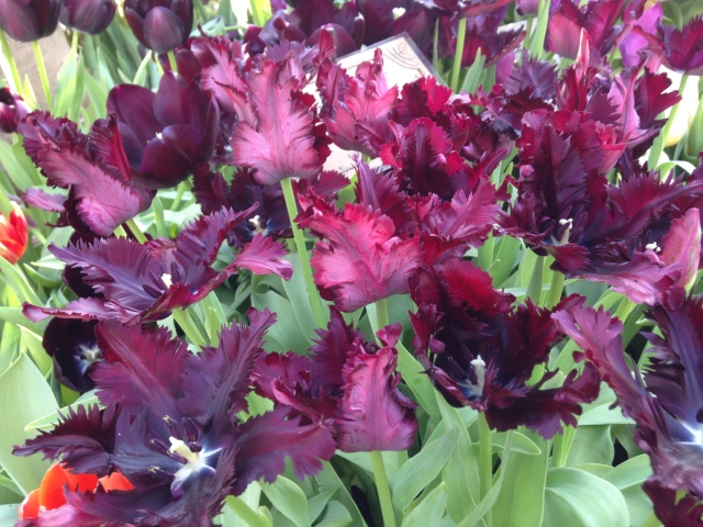 Прогулка Эмили в аптекарском огороде. H. Maciak | Бэйбики Прогулка Эмили в аптекарском огороде. H. Maciak