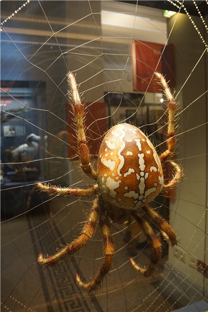 Взятие Берлина. Часть 3. Аква-дом, Улыбка бегемота и Прототип куколок Шильдкрот