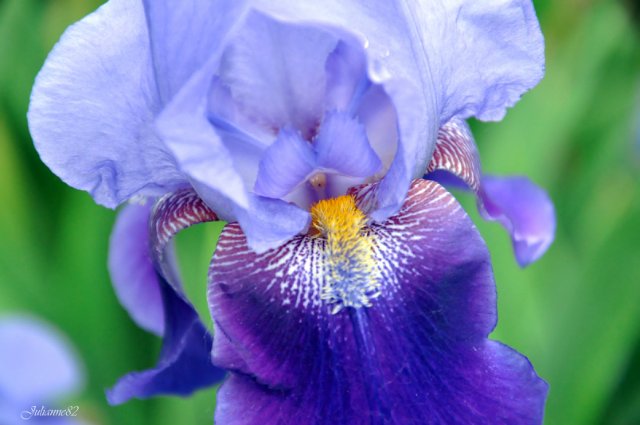 Olivia от Helen KISH