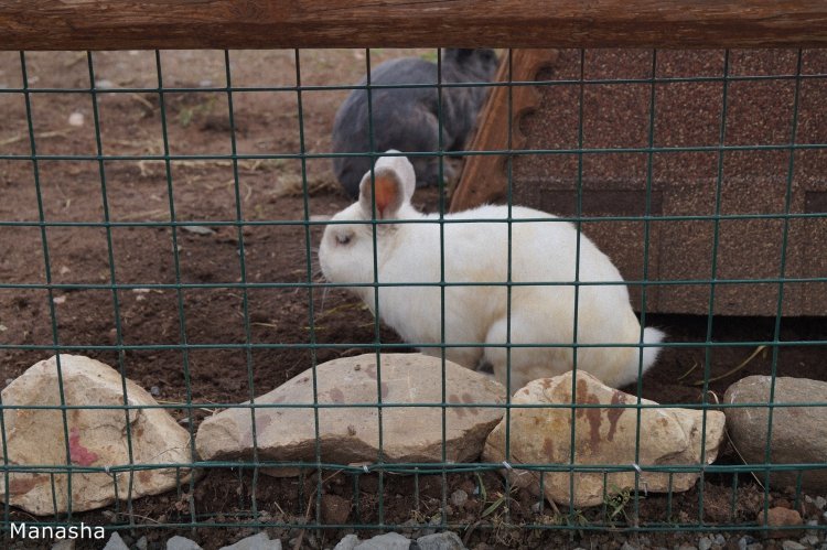 Как Майка в зоопарк ходила. pukiFee Ante Fairyland | Бэйбики Как Майка в зоопарк ходила. pukiFee Ante Fairyland