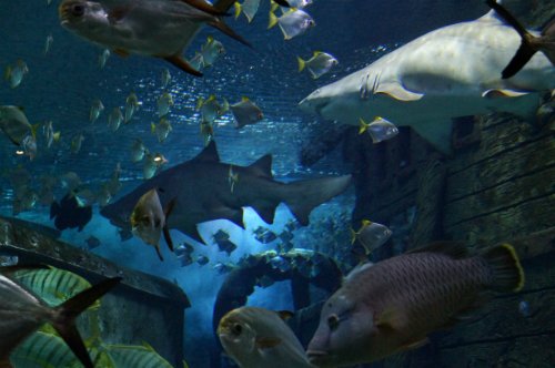 Воронежский океанариум — Туризм и путешествия: фотоотчеты из поездок