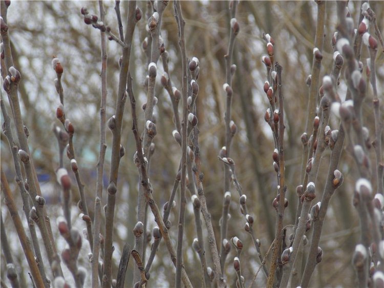 Гелькина прогулка (кукла Готц)