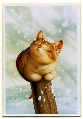 «Мяу» особого назначения или Весенняя кошкотерапия