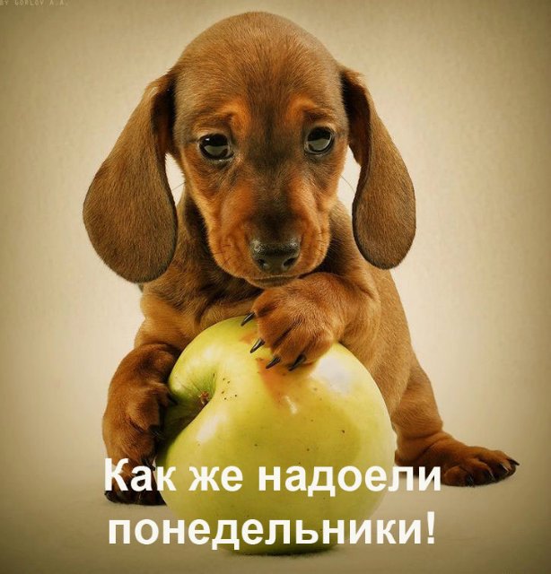 Понедельник - день тяжёлый | Бэйбики Понедельник - день тяжёлый
