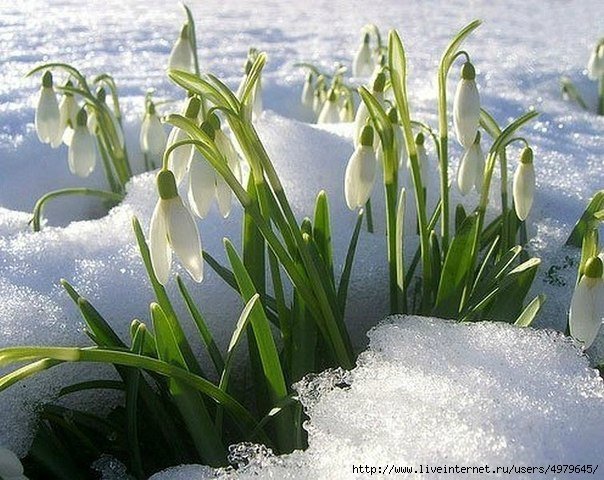 В душе моей Весна! Как наша Паолочка повзрослела (фото 3)