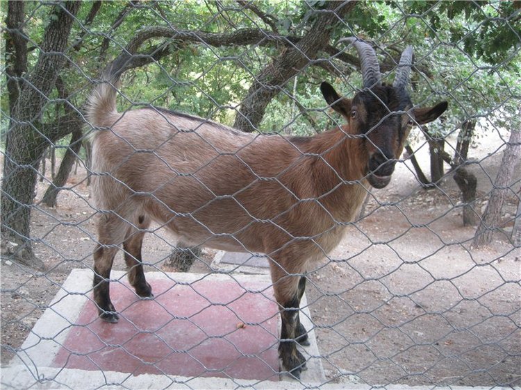Галчонок и лето. Винтажна куколка СССР Галя
