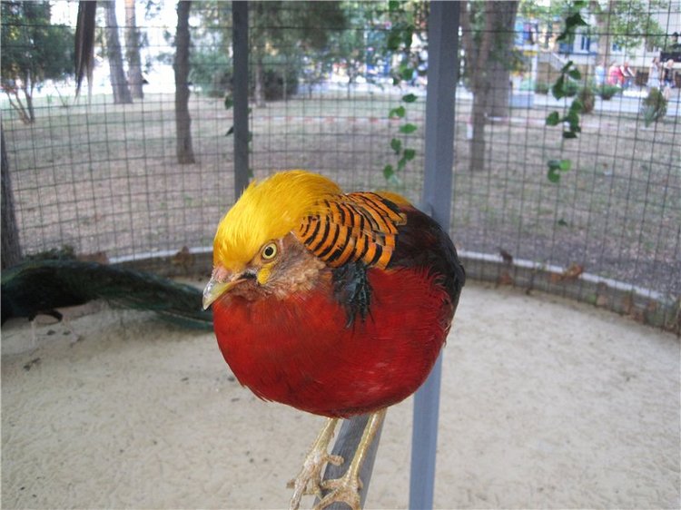 Галчонок и лето. Винтажна куколка СССР Галя