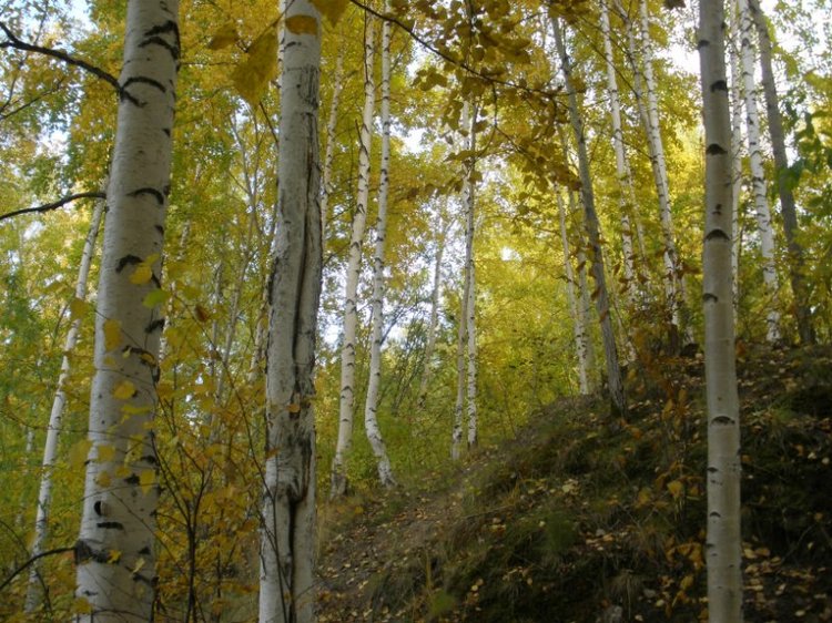 Люблю я пышное природы увяданье