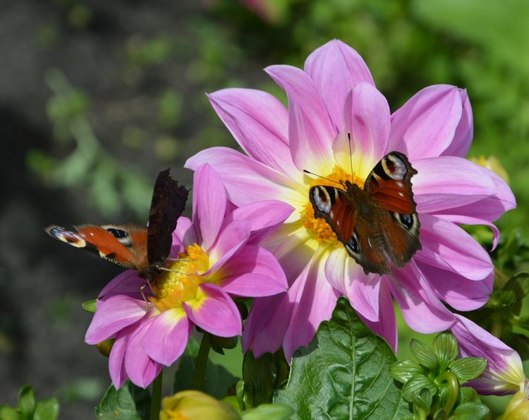 Охота на бабочек — Болталка и разговоры обо всем: жизнь