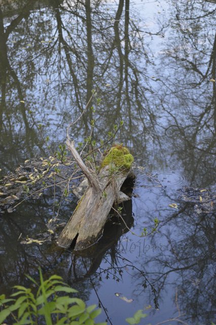 Яркие краски. Вихтели Rosemarie Anna Muller