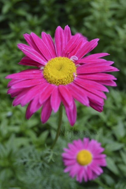 Яркие краски. Вихтели Rosemarie Anna Muller