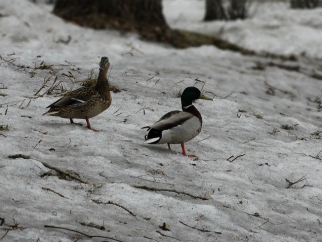 Прогулка с Лилей Annette Himstedt (фото 2)