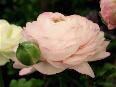 "Кто может быть тебя прелестней?!" Джейми и платье "Голубка". Куклы Maru & friends (фото 2)