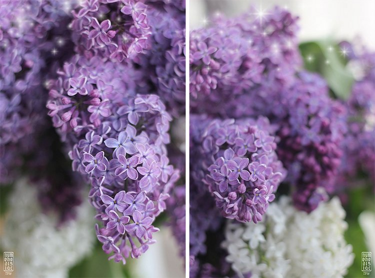 Доброго сиреневого утра — Куклы Fairyland (ФэйриЛэнд): BJD (БЖД)