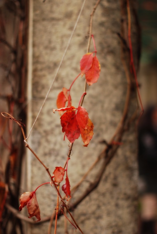 Сегодня я турист. Ораниенбаум