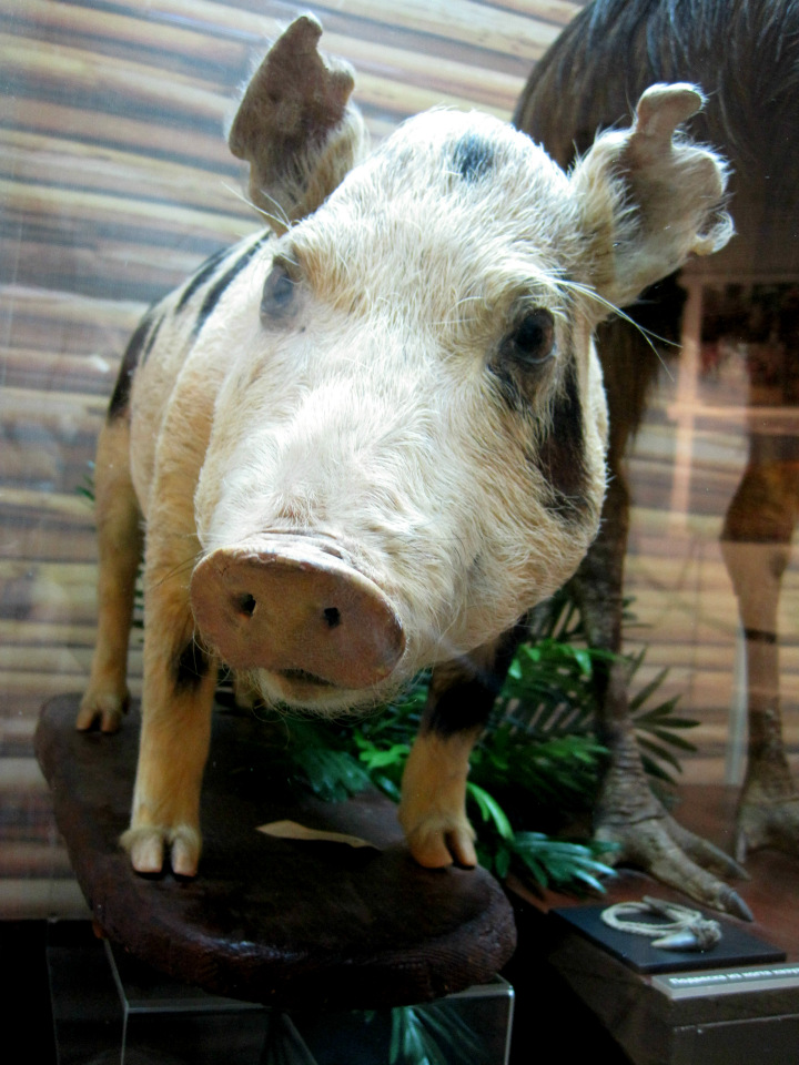 День в музее. Анжела в Государственном Дарвиновском музее