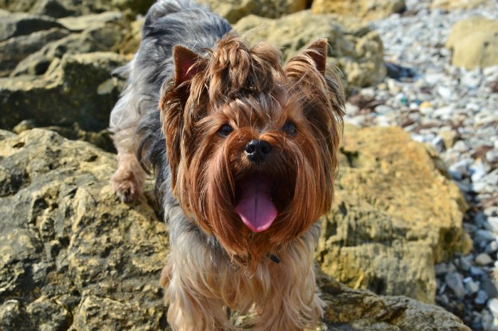 Моя Лайла от Kaye Wiggs. Наша прогулка