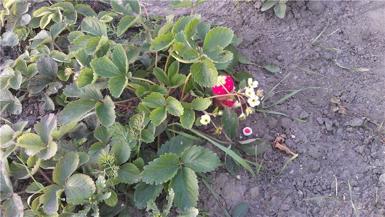 Препоздняя клубничка. ReaiPuki Pupu | Бэйбики Препоздняя клубничка. ReaiPuki Pupu