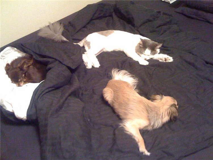 Учимся крепко спать — Болталка и разговоры обо всем: жизнь