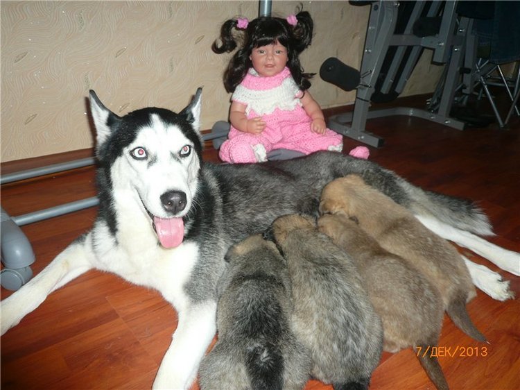 Куклы и собаки. Радость в нашем доме