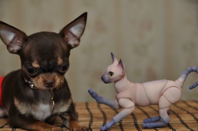 А кто к нам приехал!!! Мей Мей от Кайе Виггз и ее новый друг