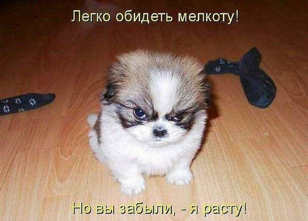 Понедельник - день тяжёлый | Бэйбики Понедельник - день тяжёлый