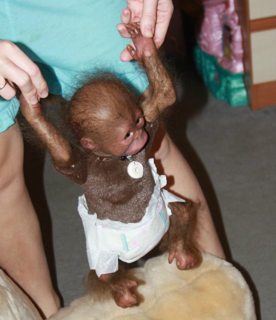 Бонька, обезьянка реборн Элины Кудрявцевой