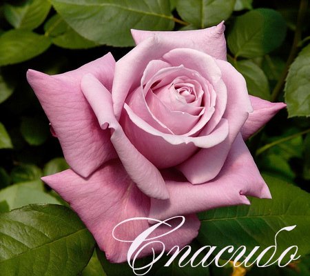 Три образа для той, что меня вдохновила. Часть 1 - "Утро"