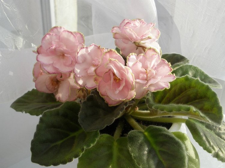 Еще немного о сумасшествии