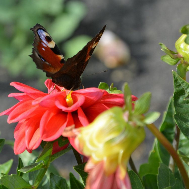 Охота на бабочек — Болталка и разговоры обо всем: жизнь