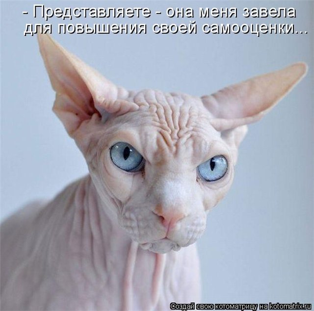 Кошачий позитив — Интересное и необычное: фотоподборки