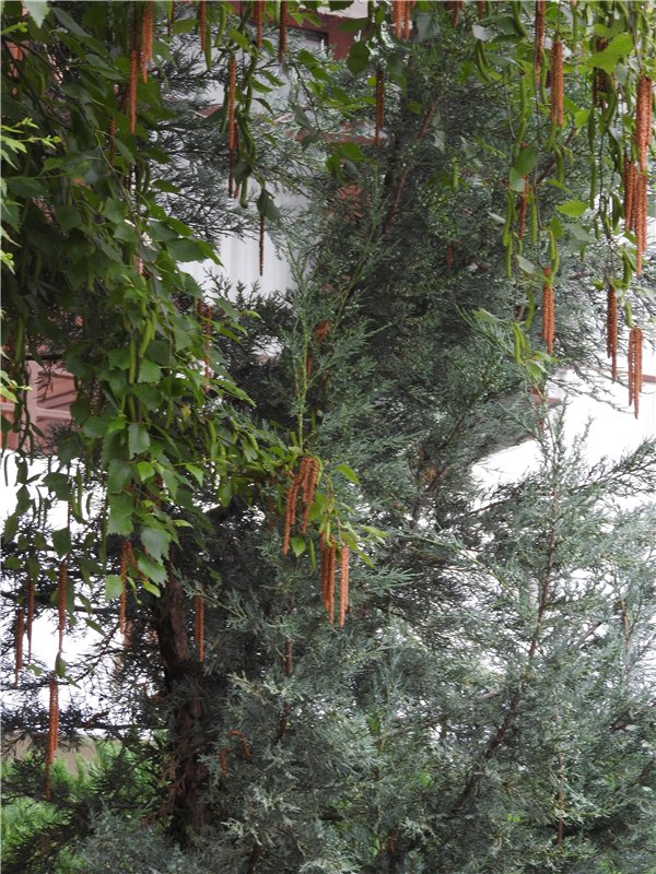 Любителям маленьких кукол