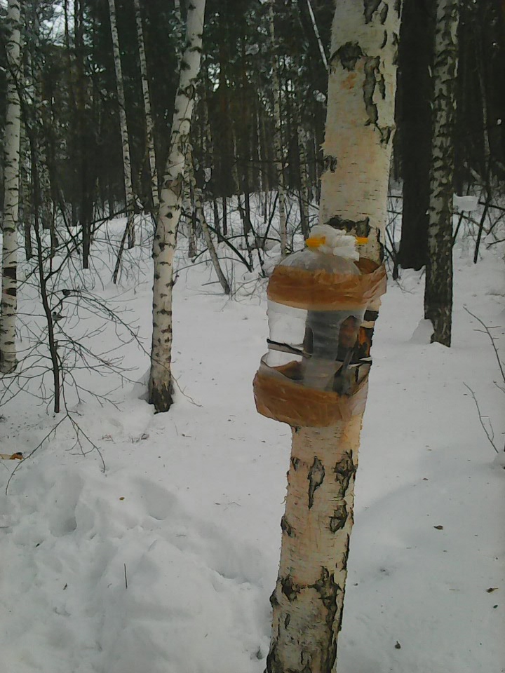 Интересное наблюдение за птицами у кормушки