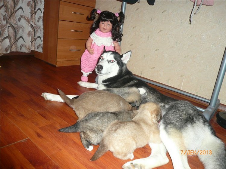 Куклы и собаки. Радость в нашем доме (фото 5)