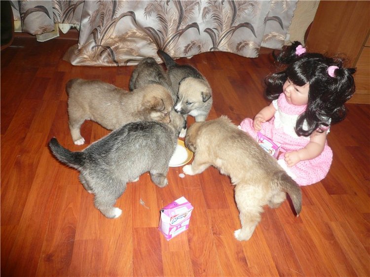 Куклы и собаки. Радость в нашем доме