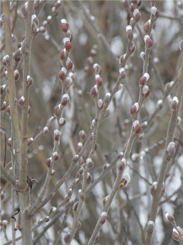 Гелькина прогулка (кукла Готц)