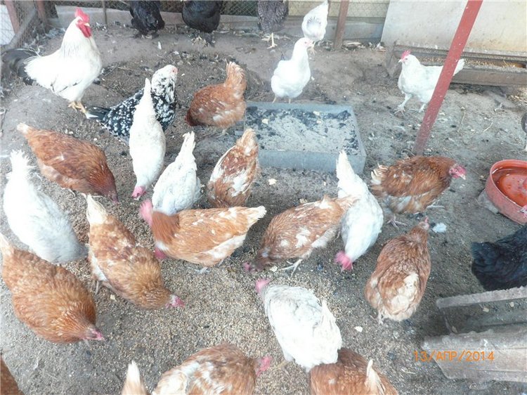 Вербное воскресенье. Кукла Лёля, Ли Миддлетон | Бэйбики Вербное воскресенье. Кукла Лёля, Ли Миддлетон