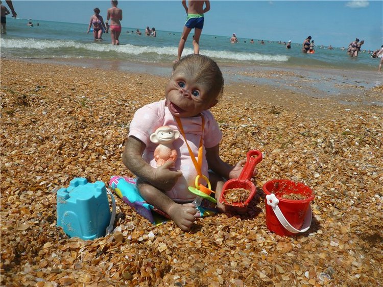 Анфисочка! Кукла - реборн - обезьянка Светланы Преображенской. Часть первая