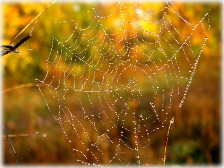 В сентябре пришло к нам лето! Мальва Zwergnase, мой рыжий эльфик (фото 4)