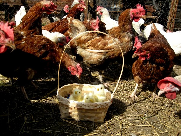 С праздником! Наше жёлторотое пополнение (фото 6)