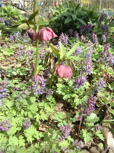 Маленькие садовники или весна в Аптекарском огороде