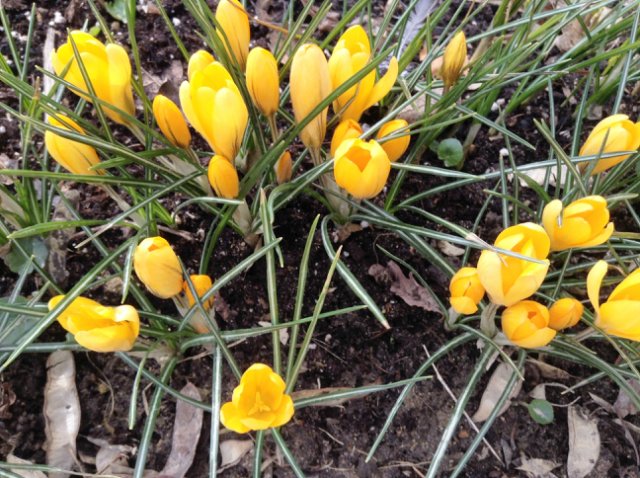 Прогулка по парку с этническими куколками Adora, Tonner, Oldenburg, Creedy