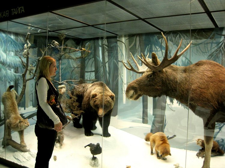 День в музее. Анжела в Государственном Дарвиновском музее